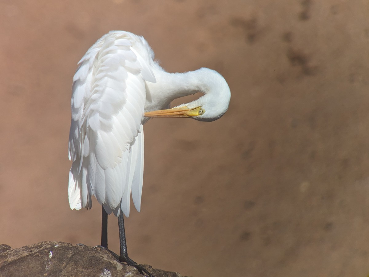 Plumed Egret - ML622687810