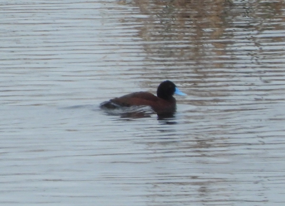 Blue-billed Duck - ML622687878