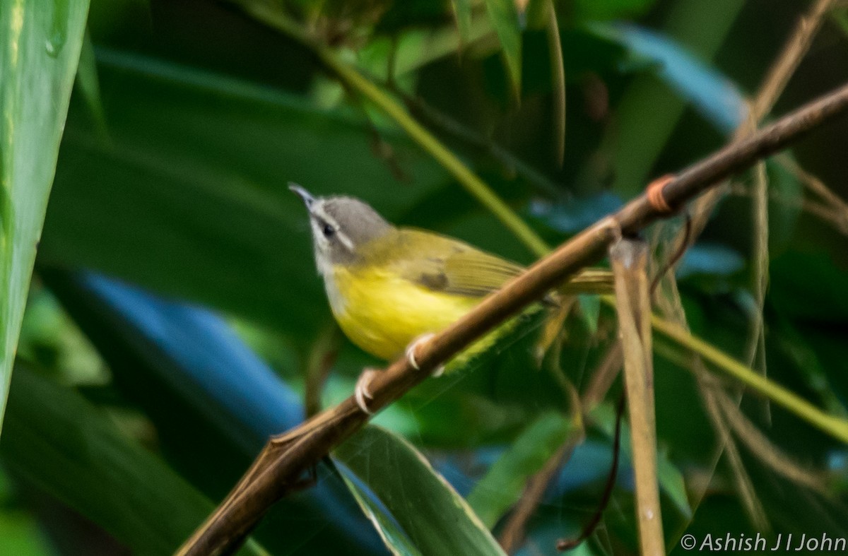 Yellow-bellied Warbler - ML622688028