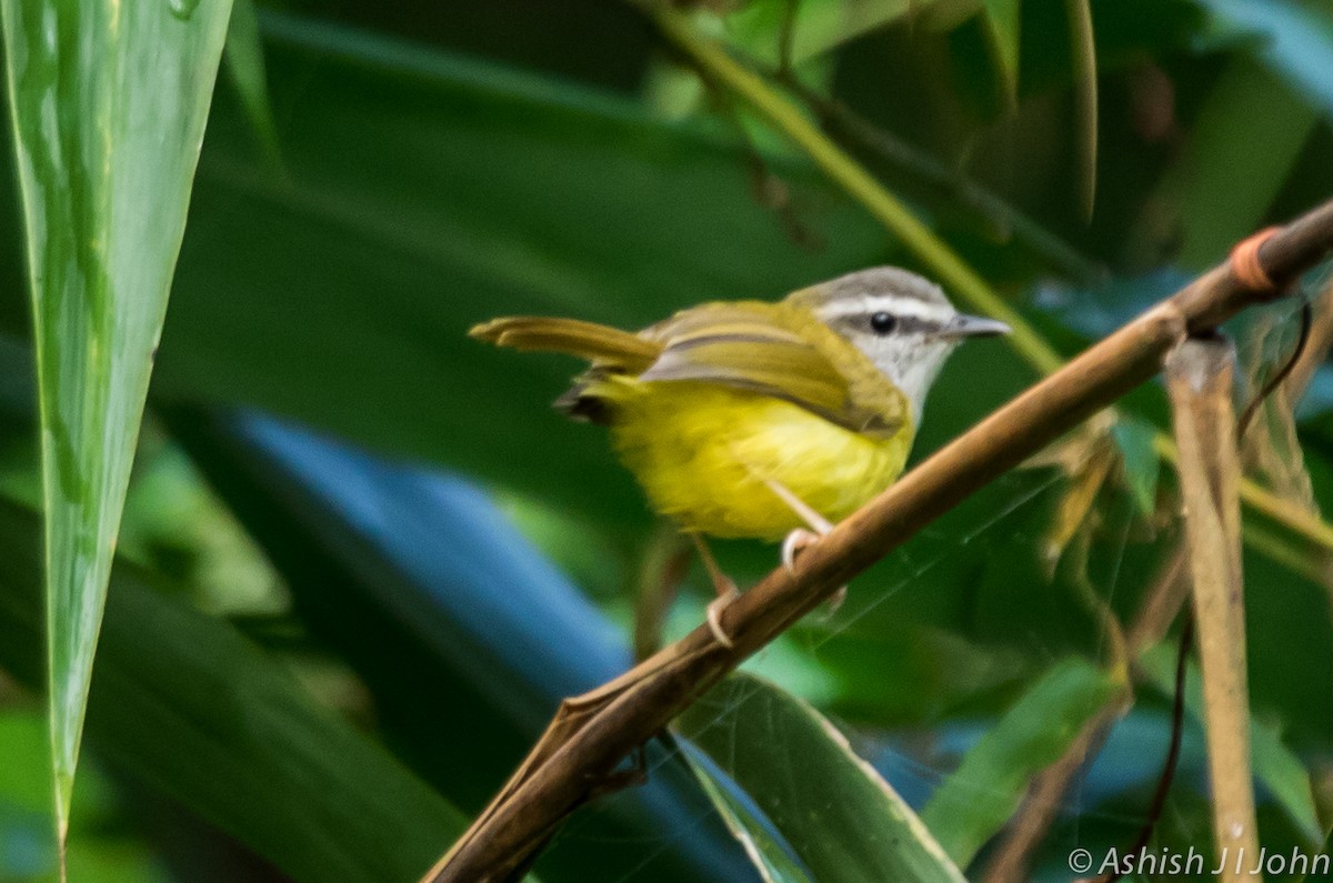 Yellow-bellied Warbler - ML622688029