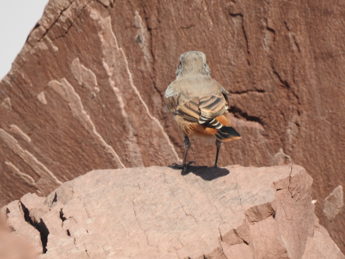 Persian Wheatear - ML622688038