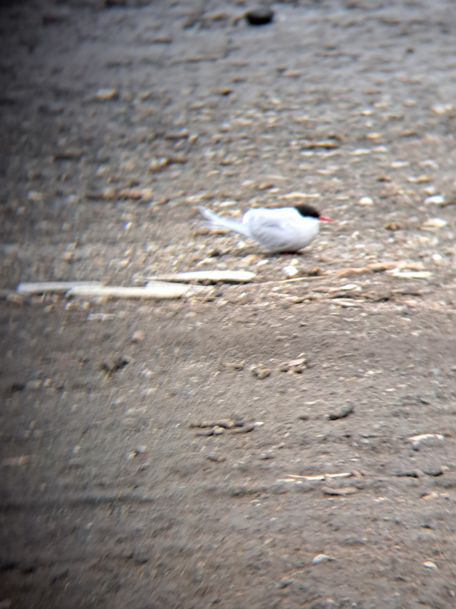 rybák dlouhoocasý - ML622688138