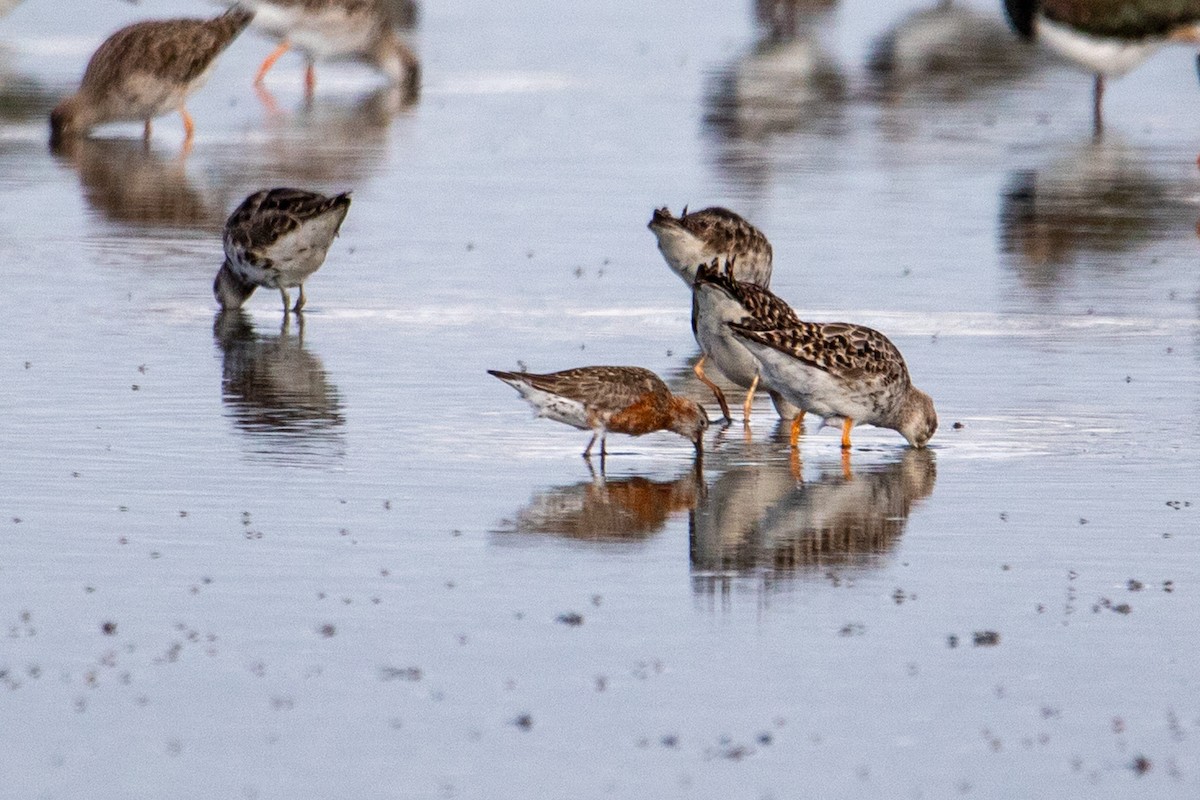 Curlew Sandpiper - ML622688149