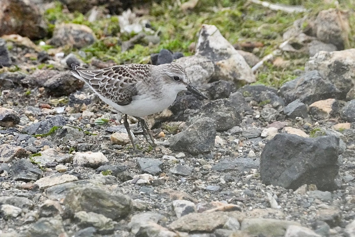 Semipalmated Sandpiper - ML622688222