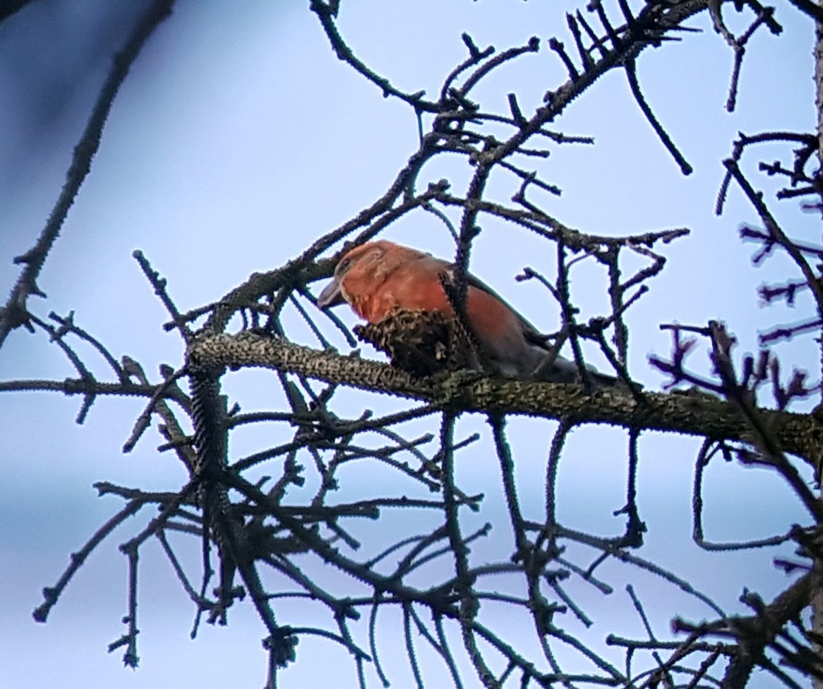 Parrot Crossbill - ML622688315