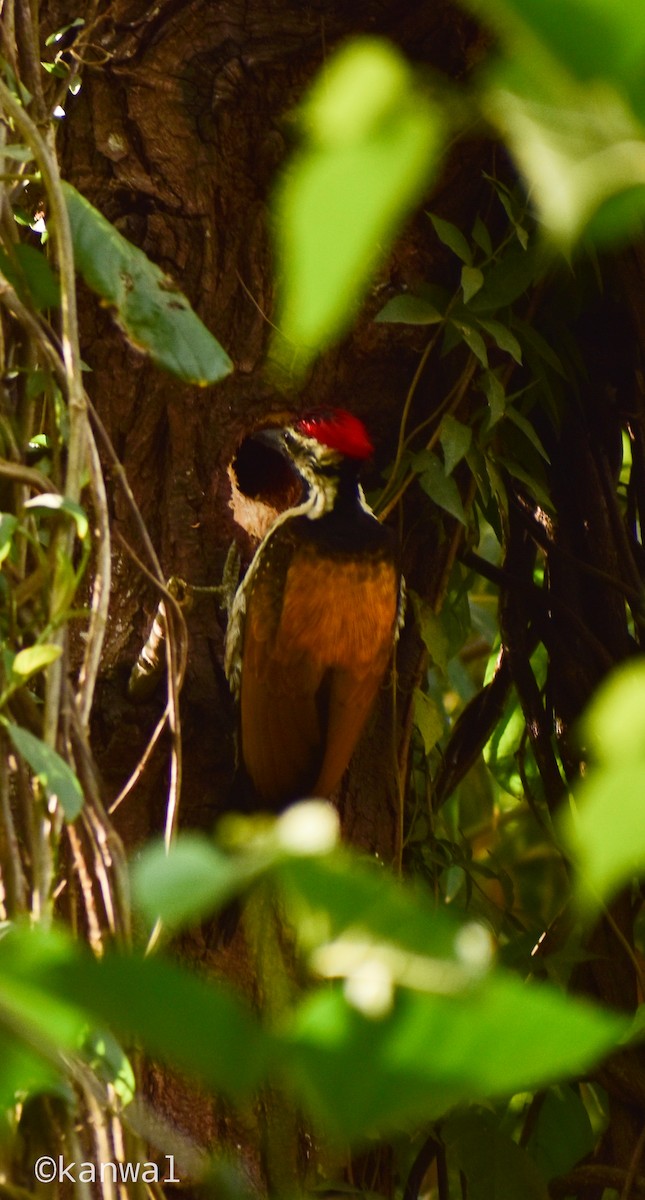 Greater Flameback - ML622688436