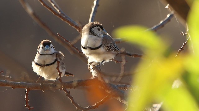 Double-barred Finch - ML622688483