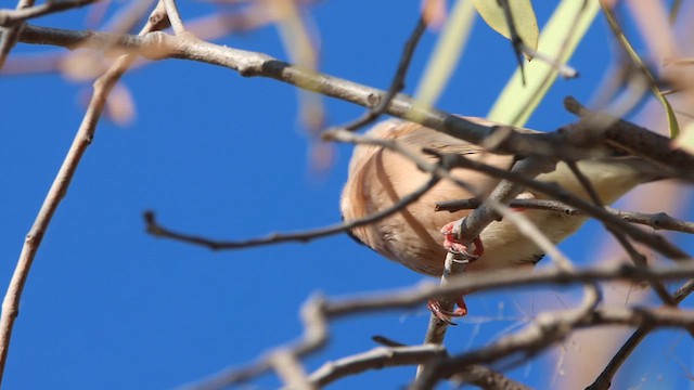 キンセイチョウ - ML622688503