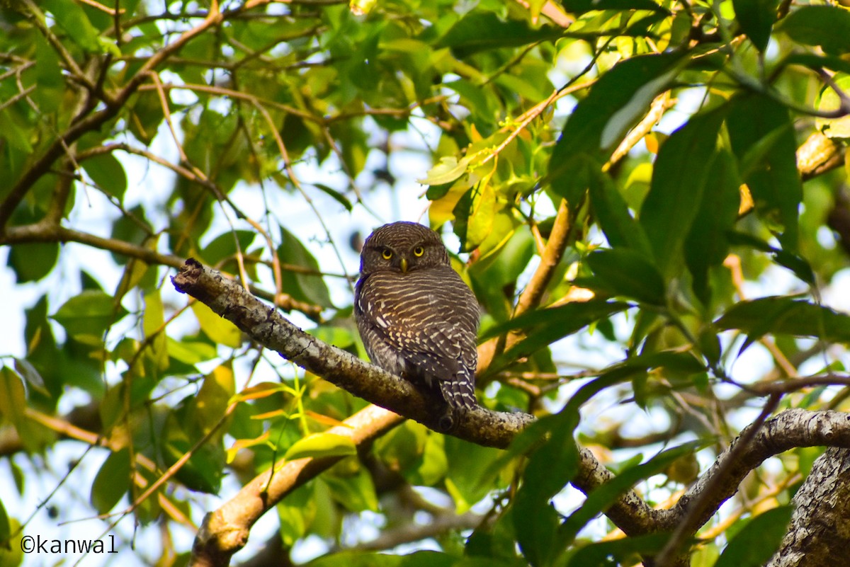 Jungle Owlet - ML622688523