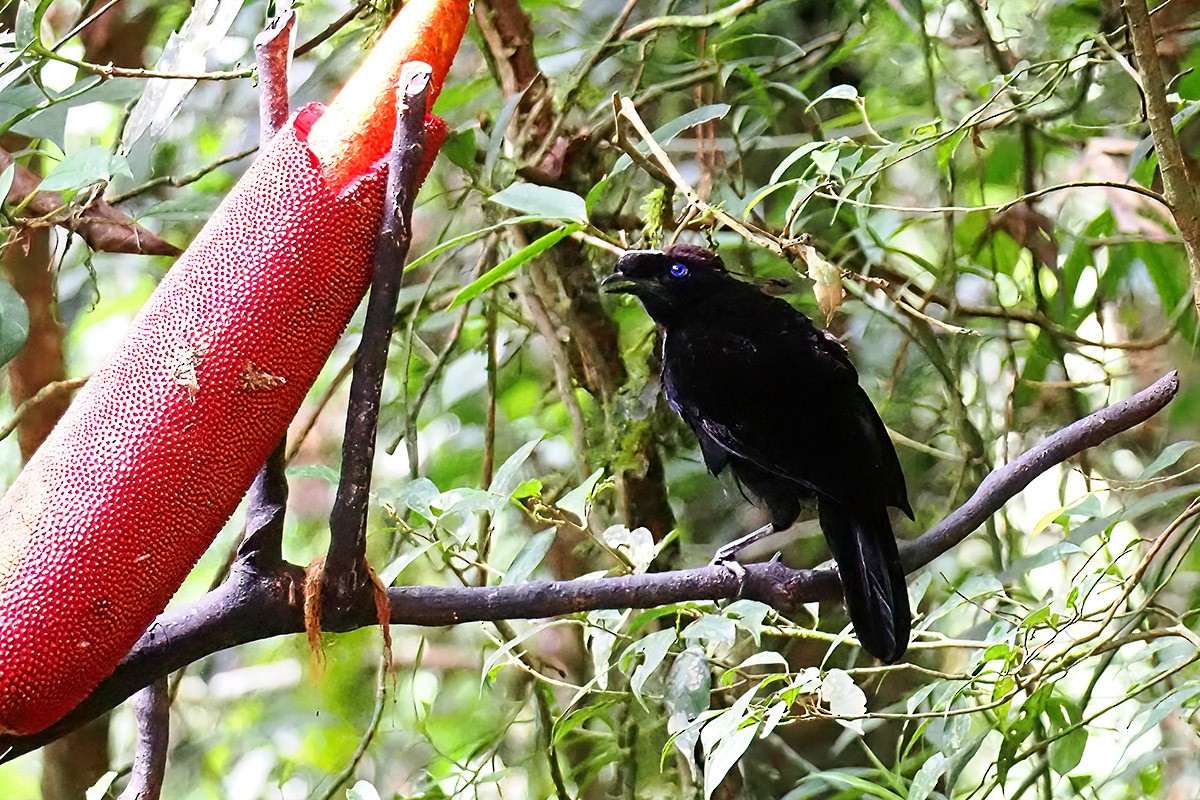 Western Parotia - ML622688580