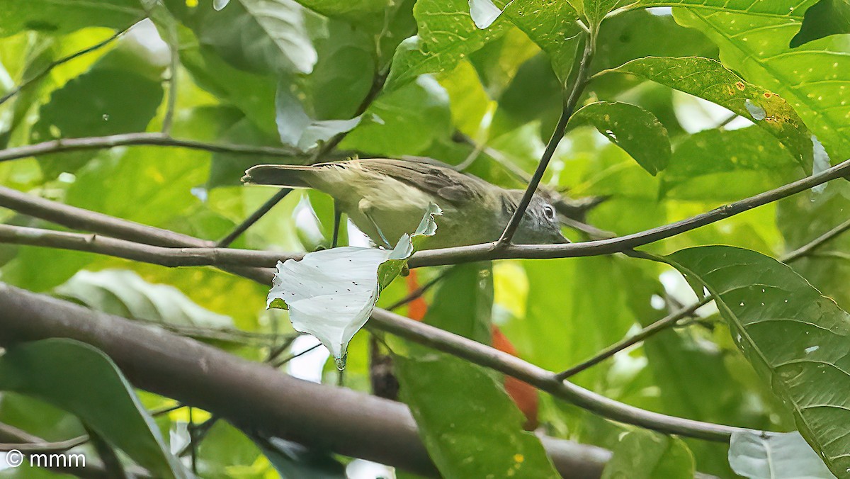 Yellow-bellied Gerygone - ML622688590