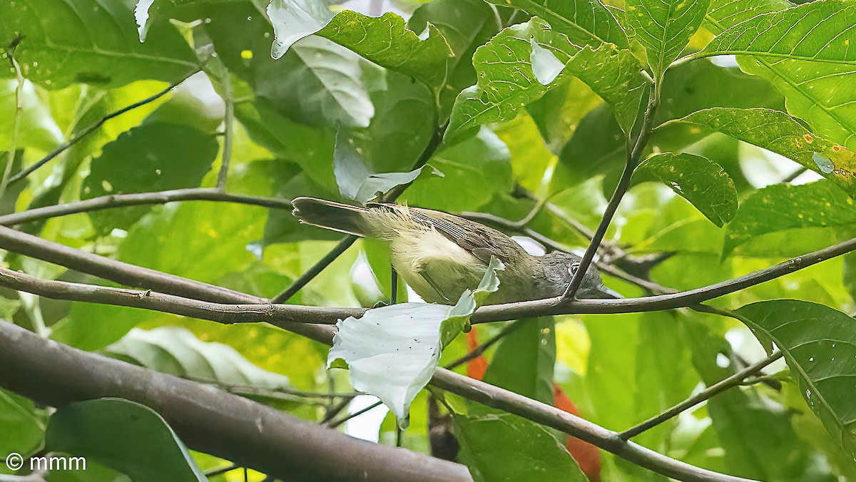 Yellow-bellied Gerygone - ML622688591