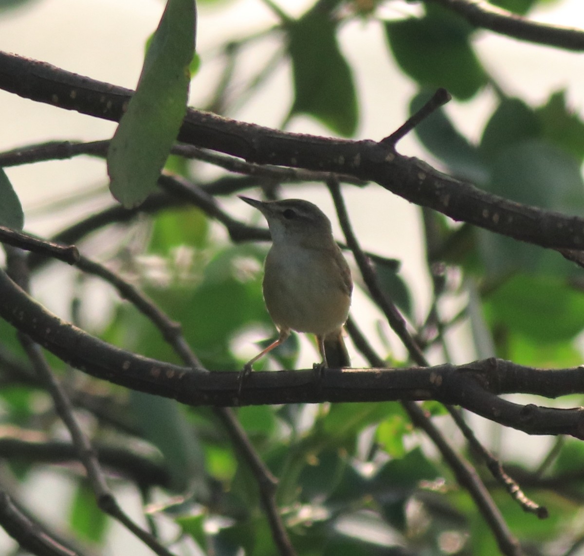 old world warbler sp. - Afsar Nayakkan