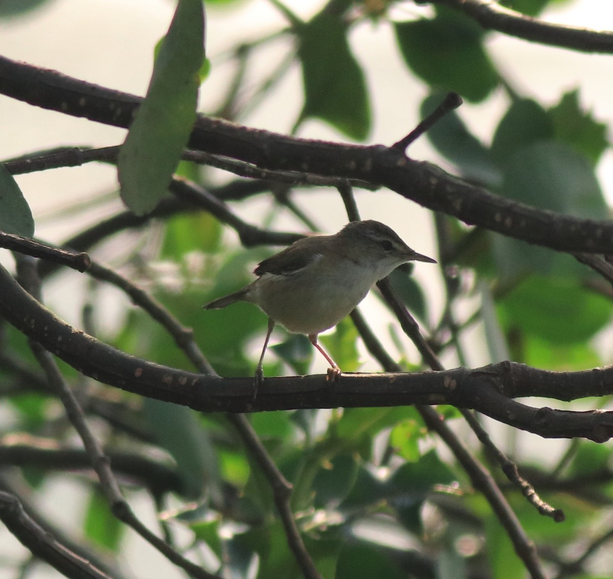 old world warbler sp. - Afsar Nayakkan