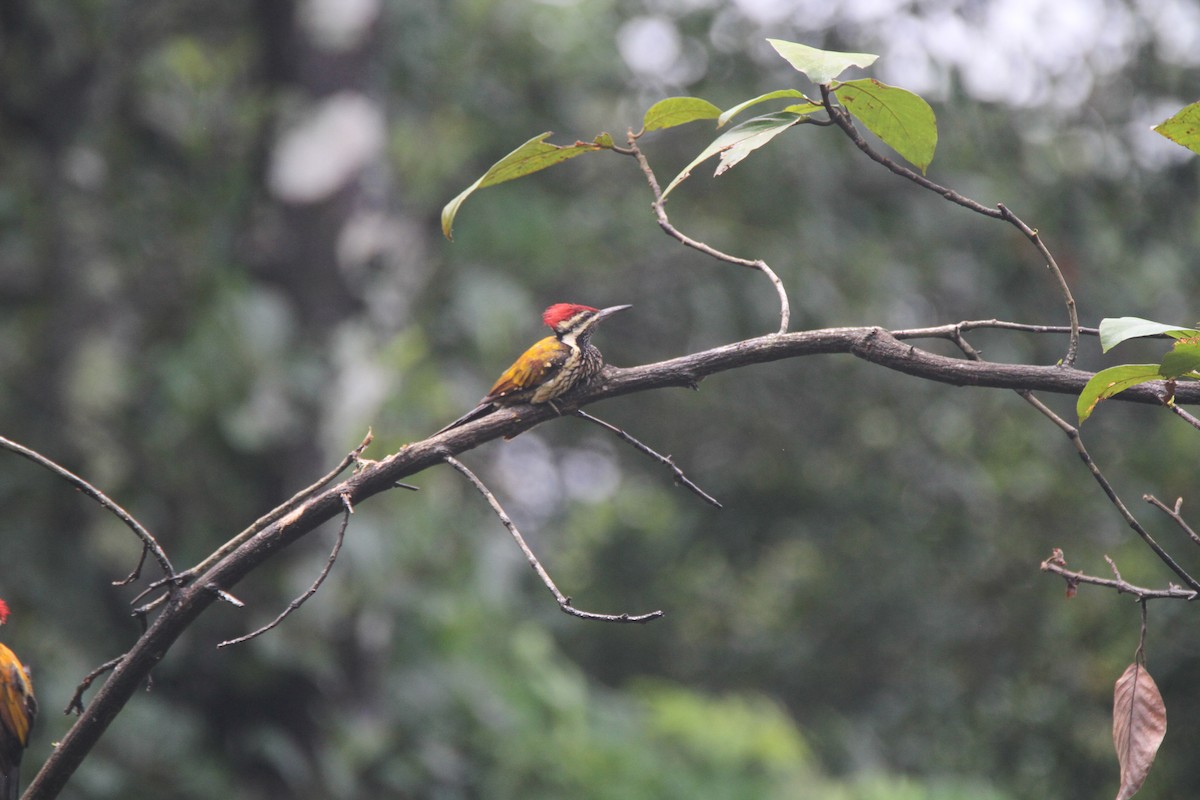 Black-rumped Flameback - Gireesan TU