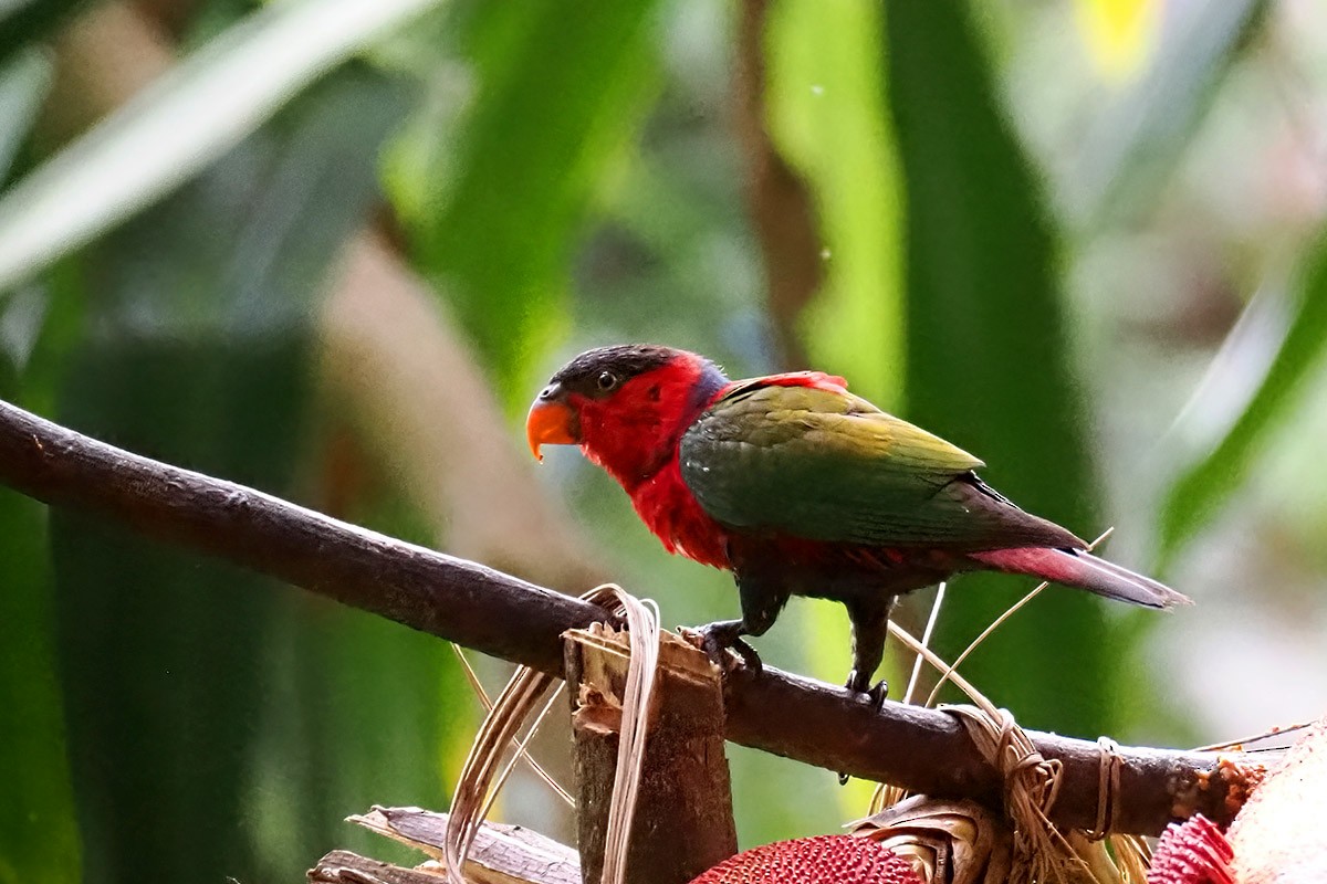 Black-capped Lory - ML622688646