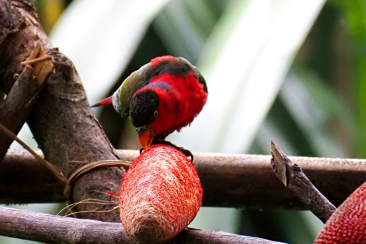 Black-capped Lory - ML622688647