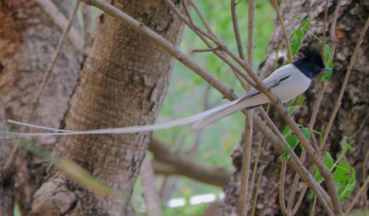 Indian Paradise-Flycatcher - ML622688652