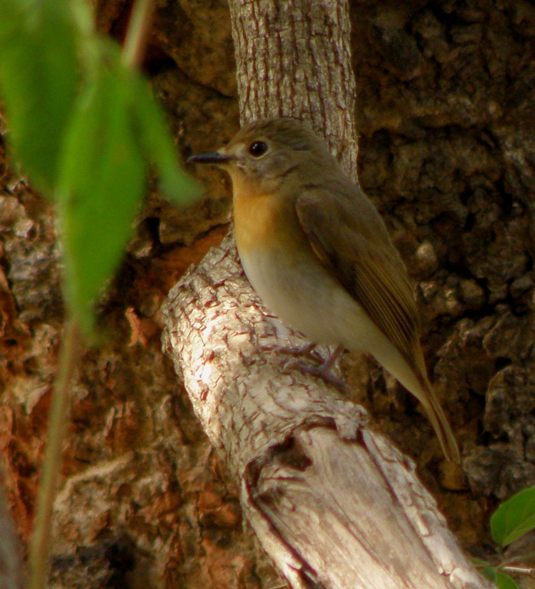 Blue-throated Flycatcher - ML622688669