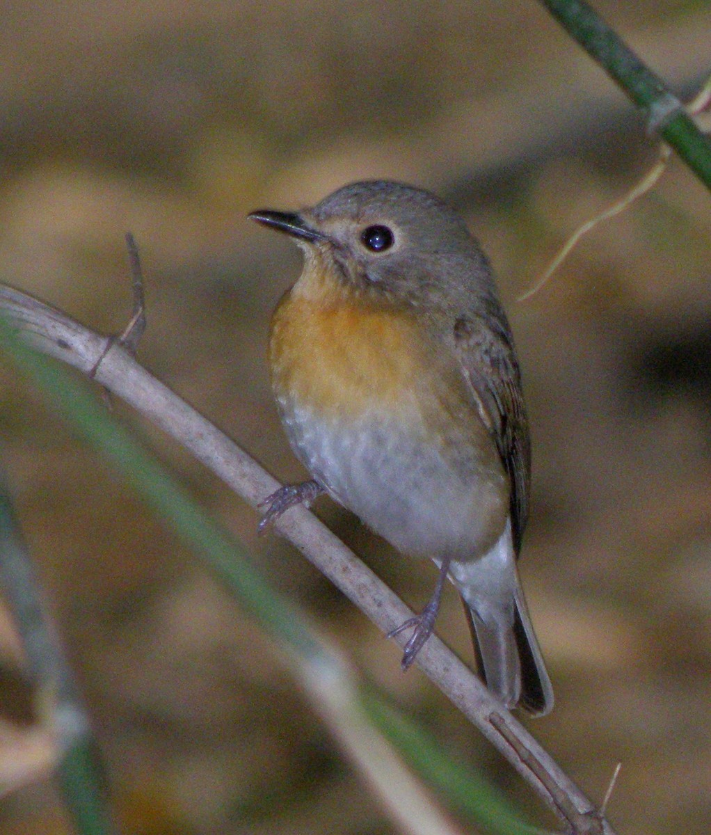 Blue-throated Flycatcher - ML622688670