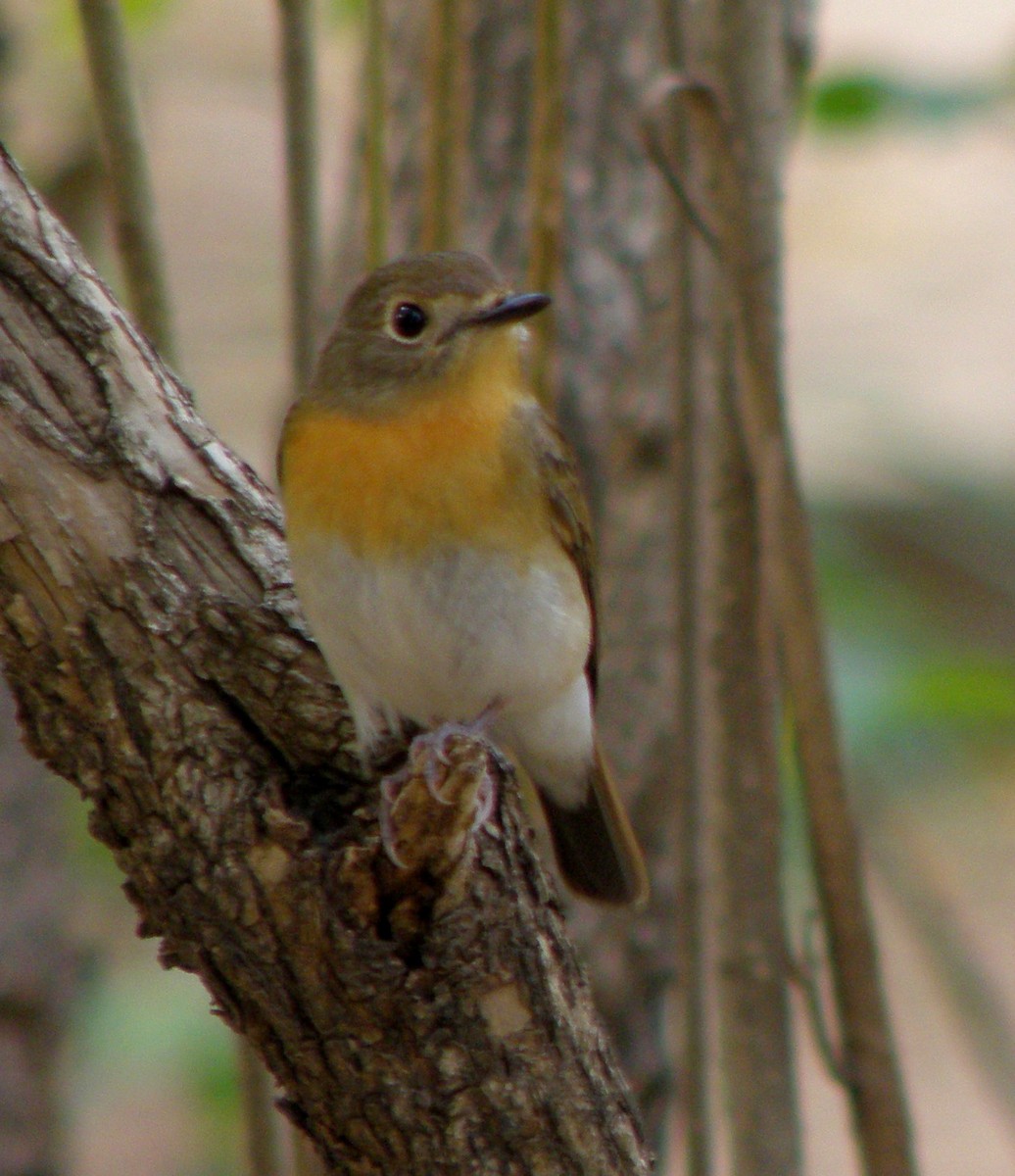 Blue-throated Flycatcher - ML622688672