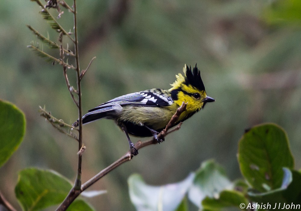 Yellow-cheeked Tit - ML622688754