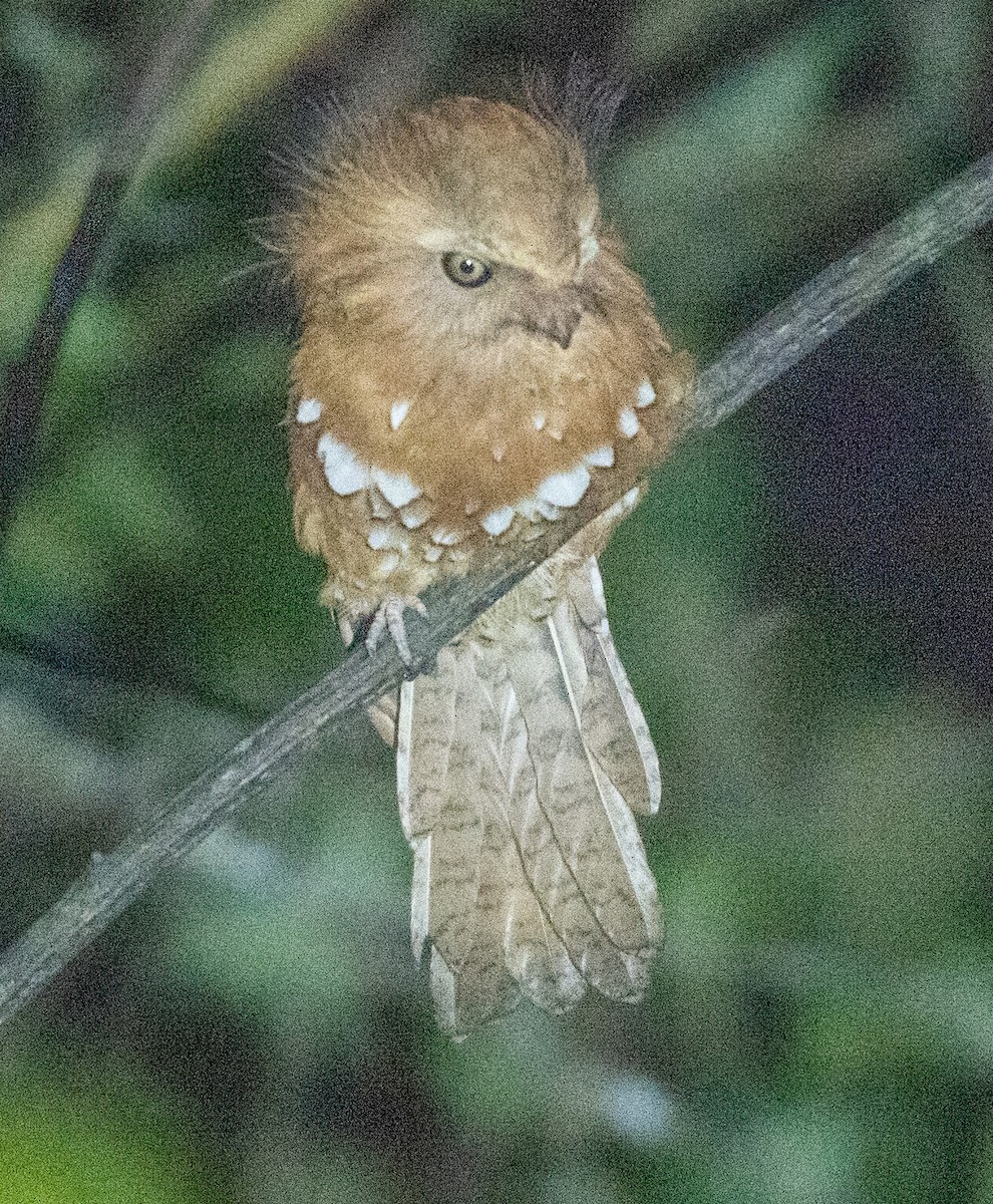 Hodgson's Frogmouth - ML622688767