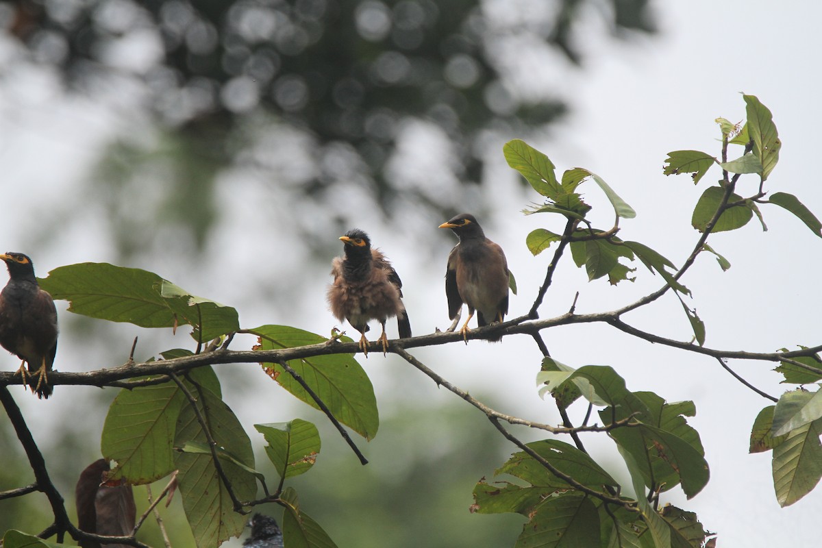 Common Myna - Gireesan TU