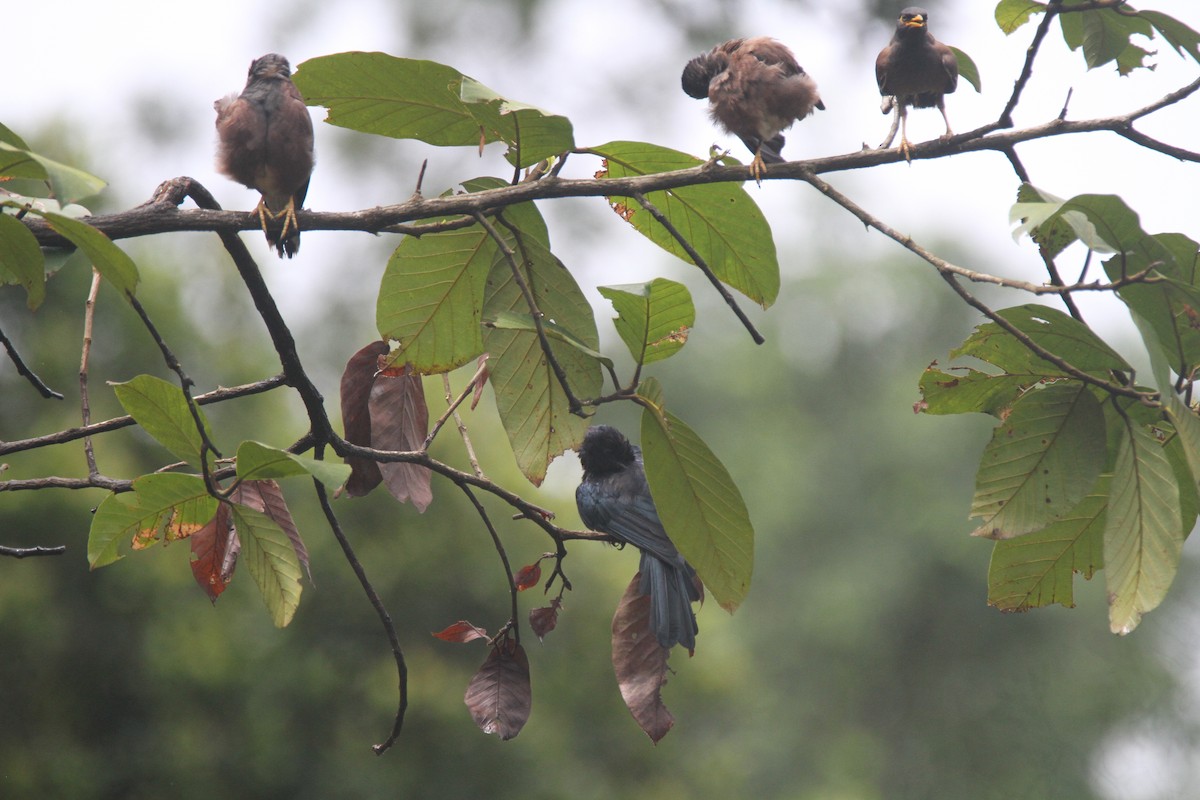 Common Myna - Gireesan TU