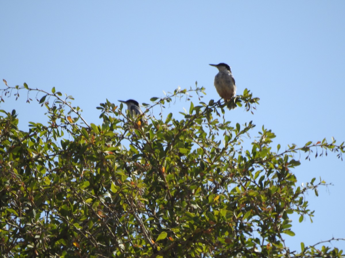 Eastern Rock Nuthatch - ML622688790