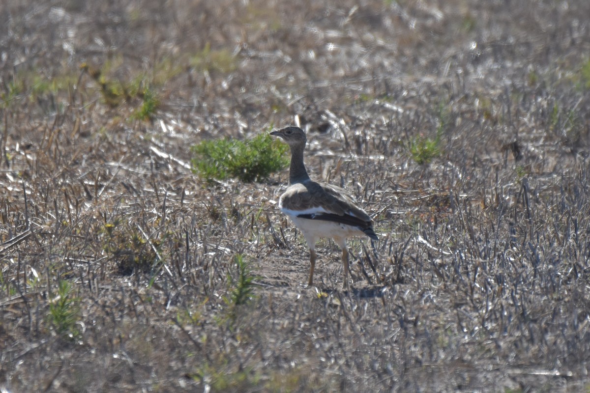 Little Bustard - ML622688826