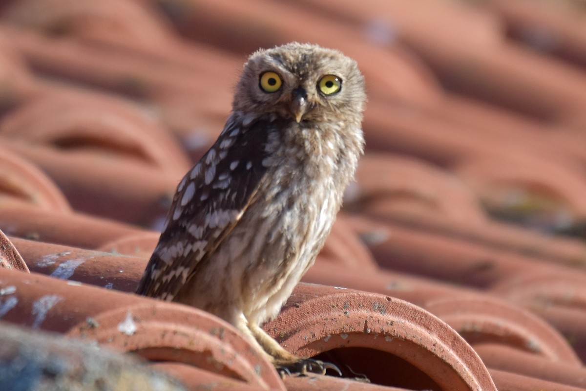 Little Owl - ML622688830