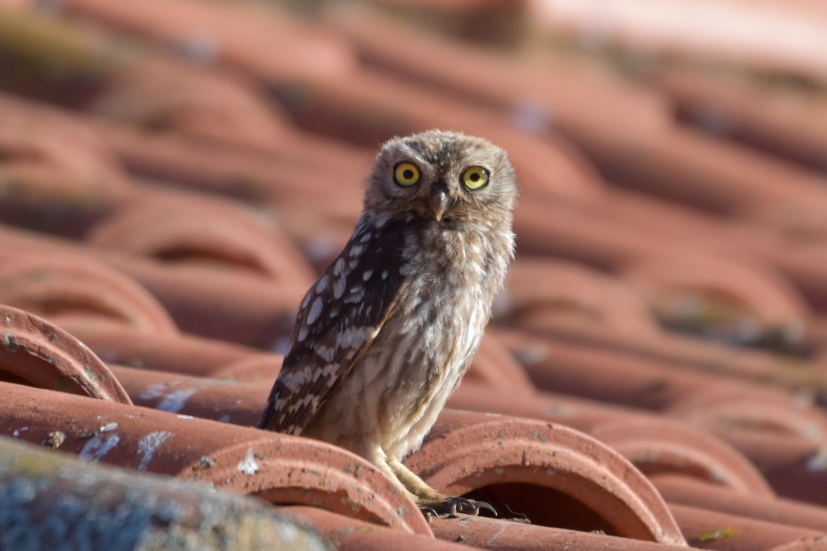 Little Owl - ML622688831