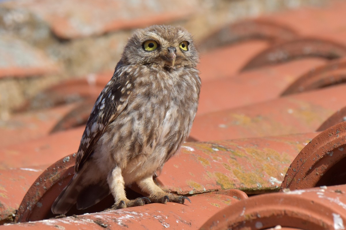 Little Owl - ML622688832