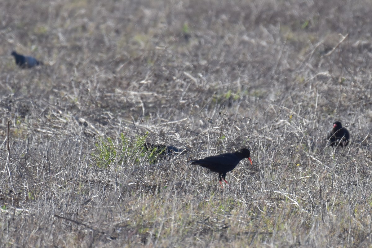 Red-billed Chough - ML622688834