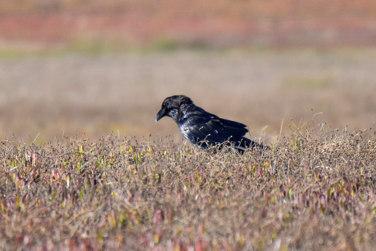 Common Raven - ML622688838