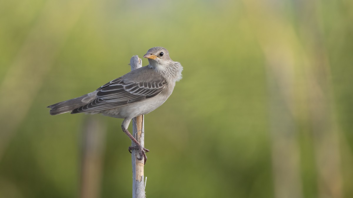 Rosy Starling - ML622688841