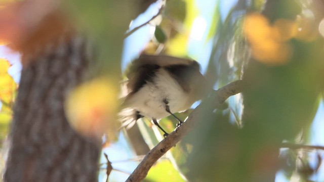 Paperbark Flycatcher - ML622688878