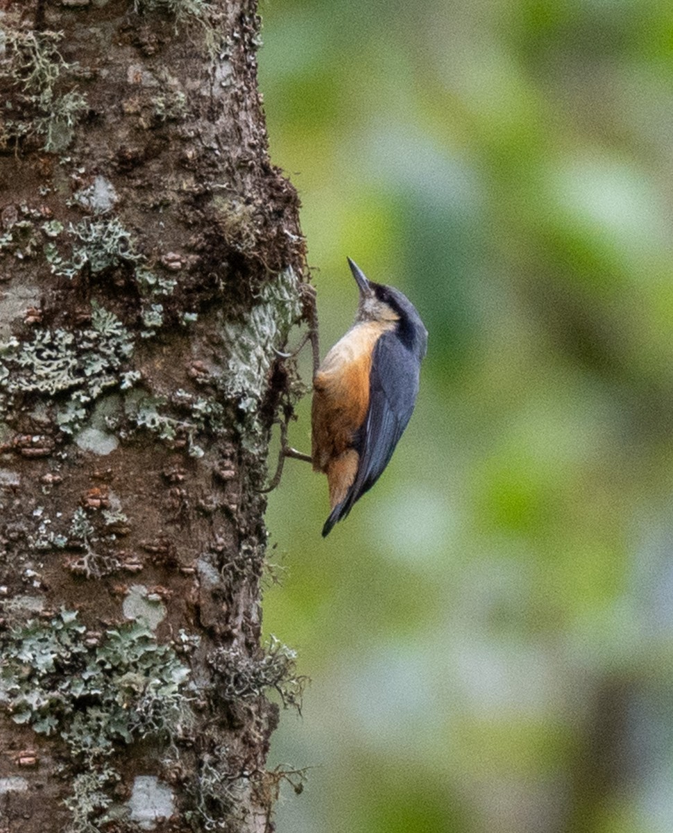 White-tailed Nuthatch - ML622688954