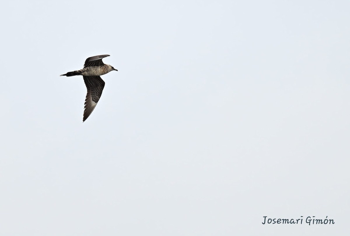 Parasitic Jaeger - ML622688995