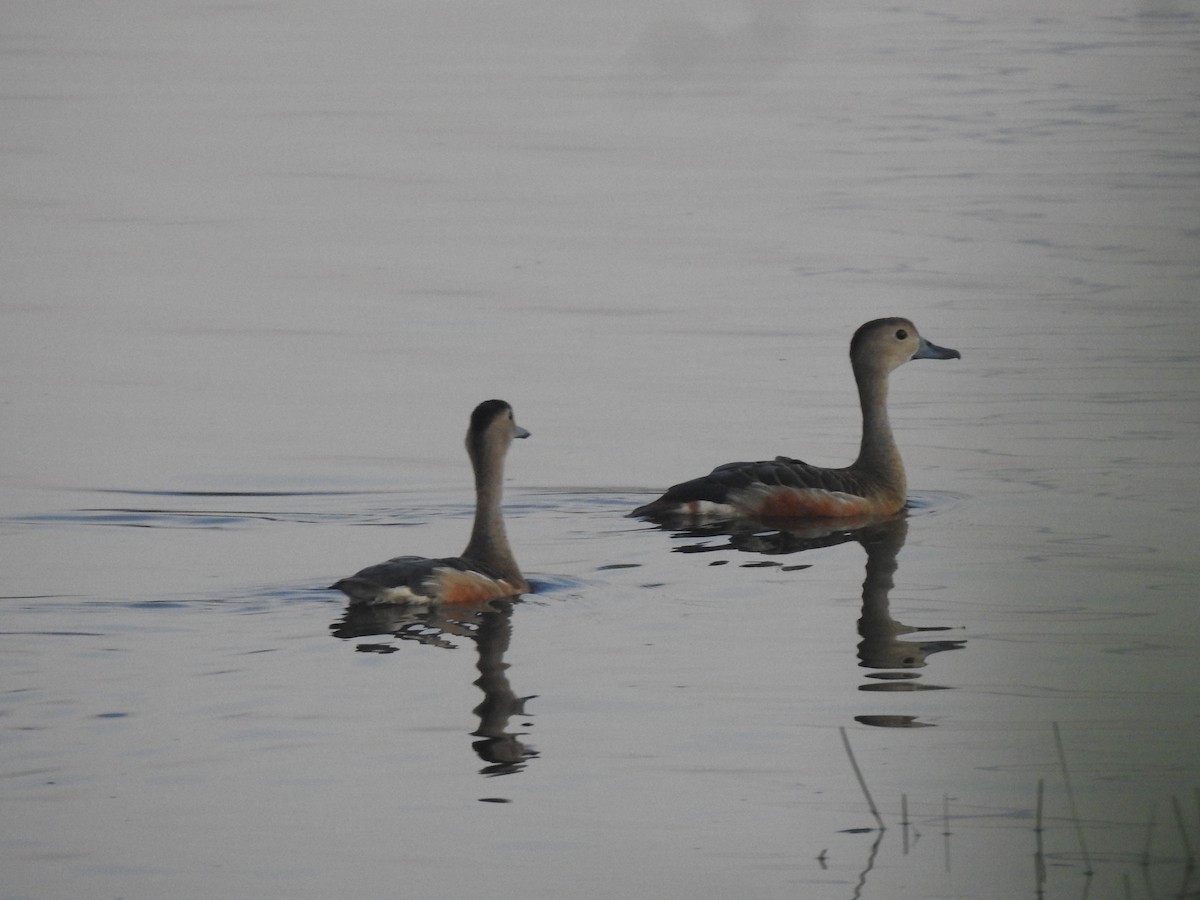 Dendrocygne siffleur - ML622689002