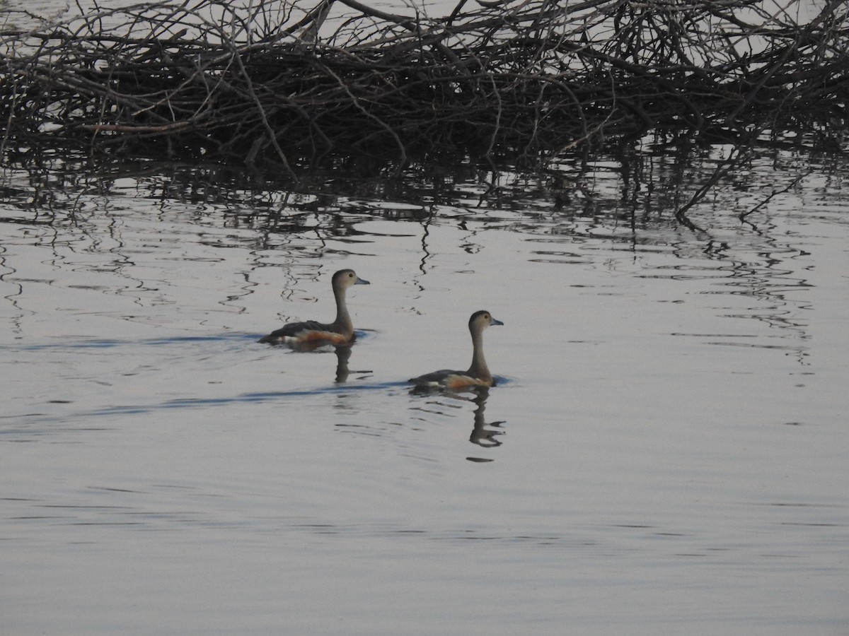 Dendrocygne siffleur - ML622689003