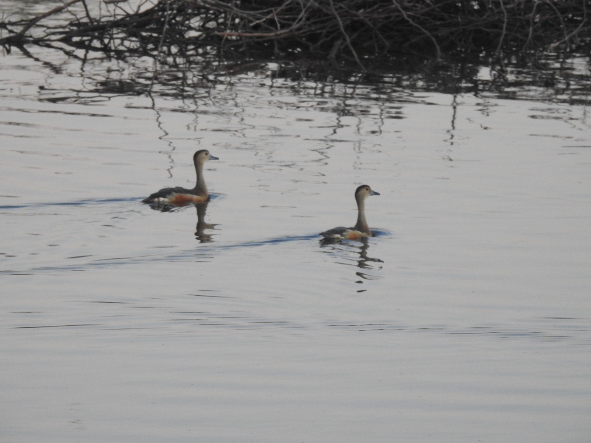 Dendrocygne siffleur - ML622689004