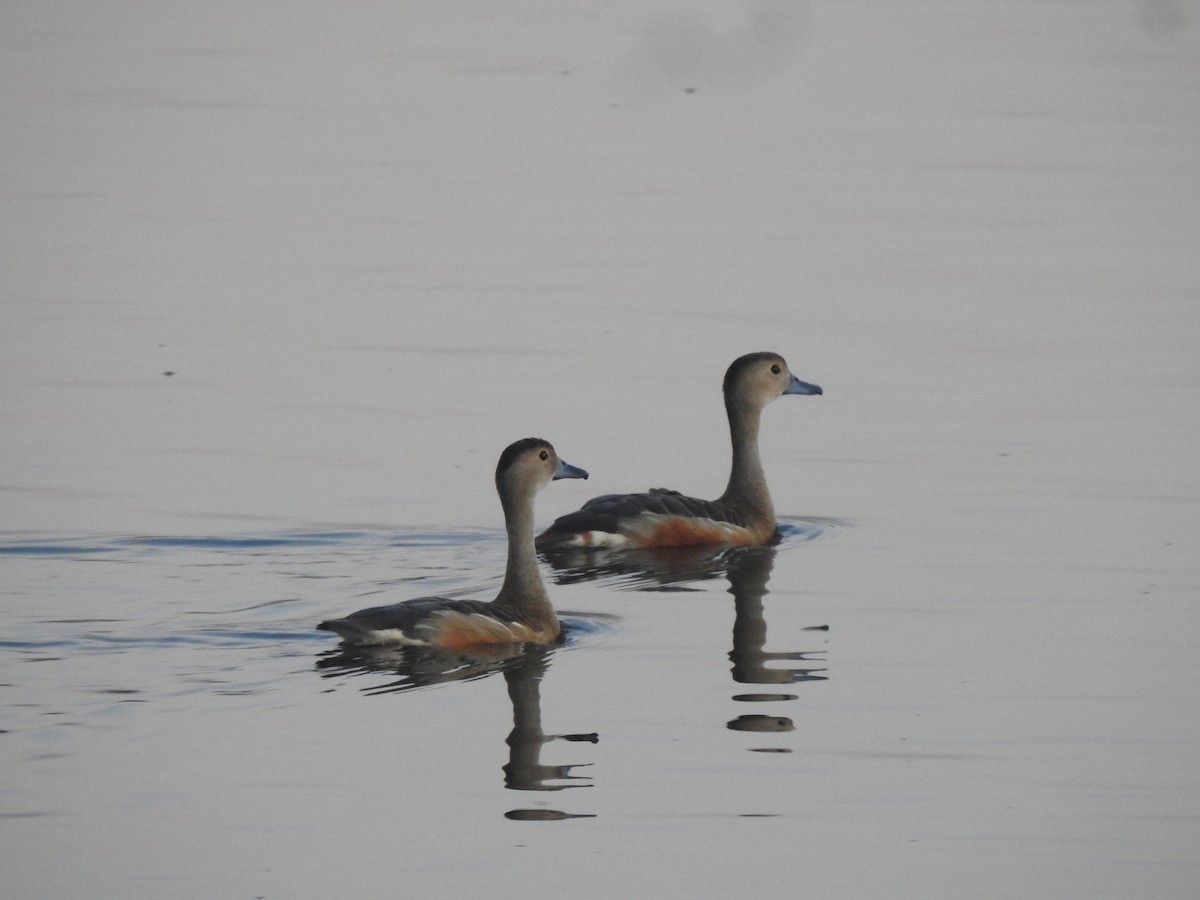 Dendrocygne siffleur - ML622689005