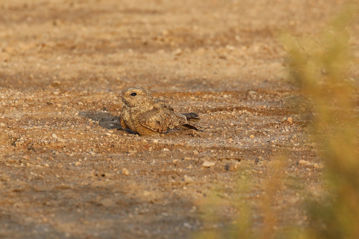 Egyptian Nightjar - ML622689017