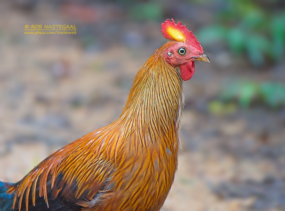 Sri Lanka Junglefowl - Rob Nagtegaal