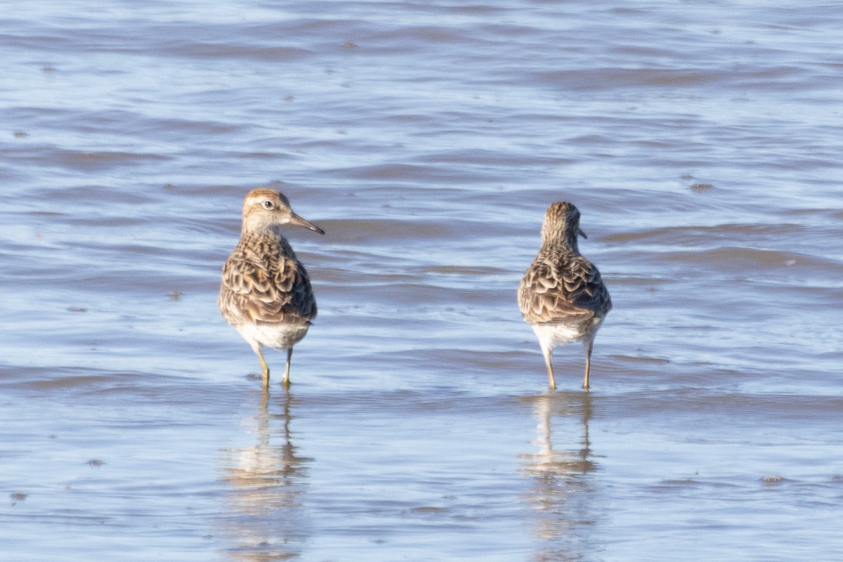 Sharp-tailed Sandpiper - ML622689155