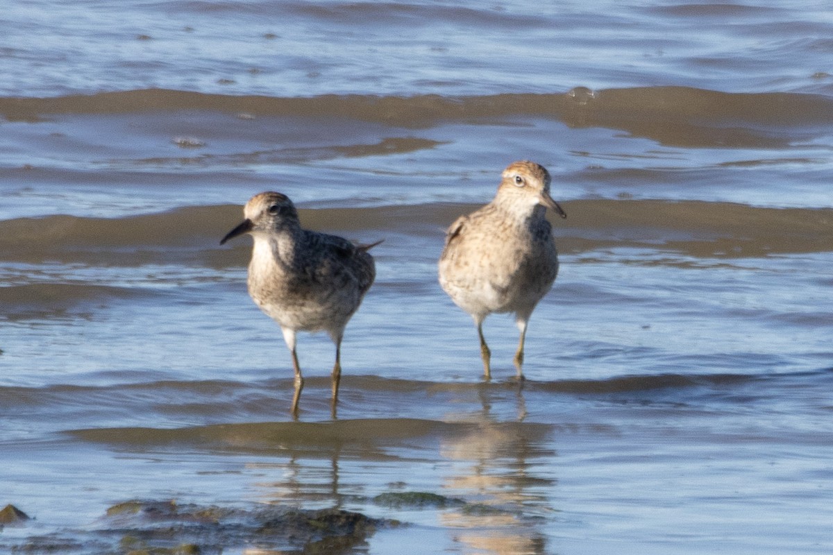 Sharp-tailed Sandpiper - Jodhan Fine