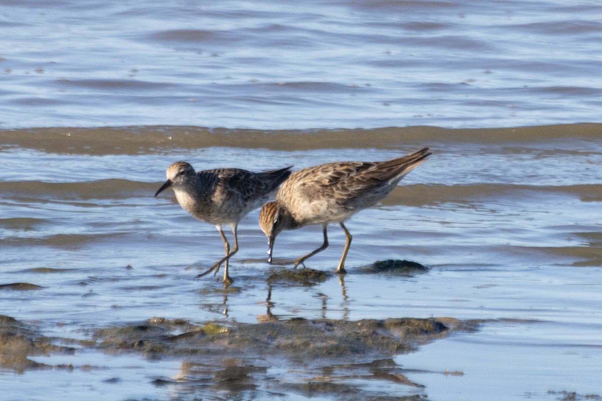 Sharp-tailed Sandpiper - ML622689177