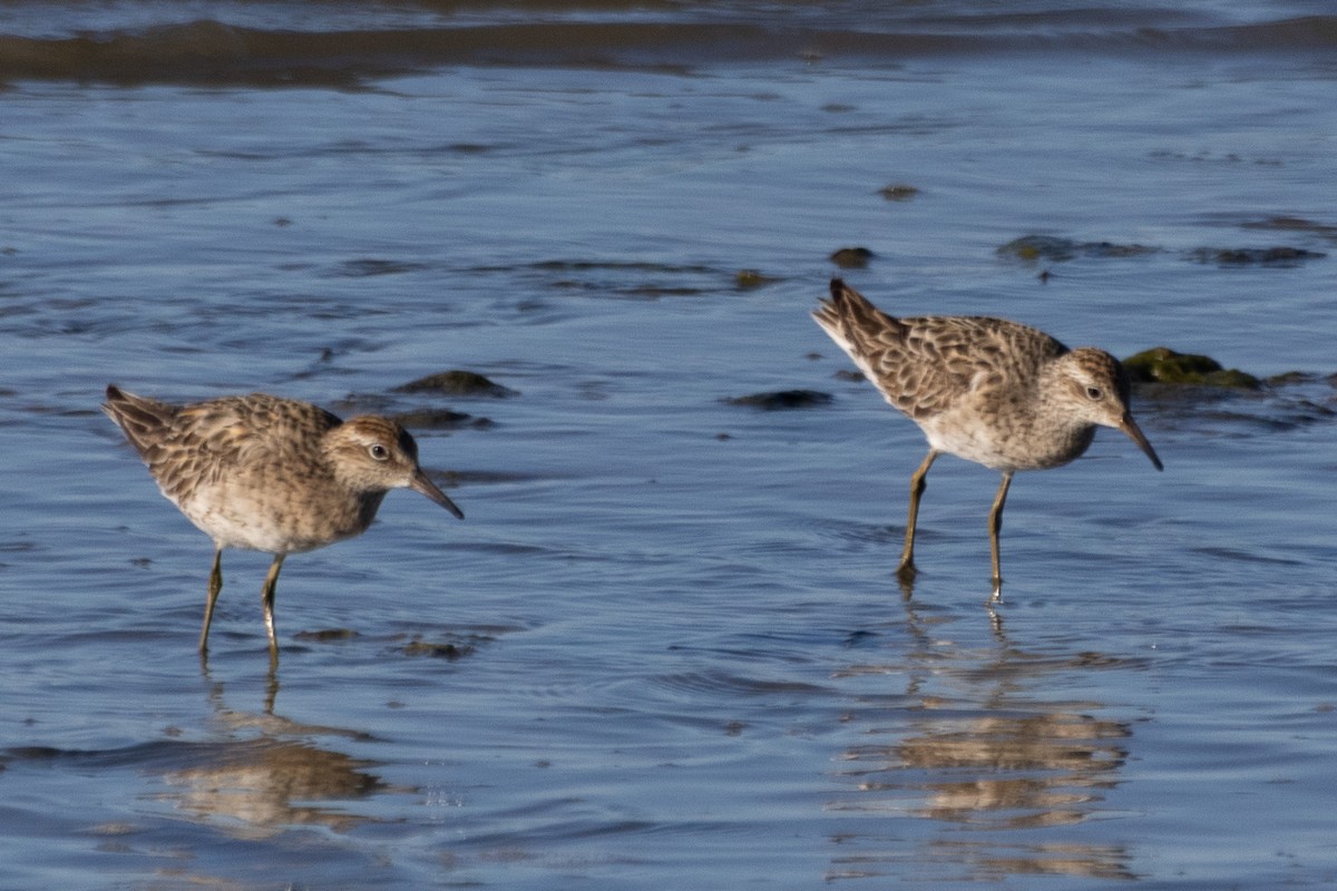 Sharp-tailed Sandpiper - ML622689189